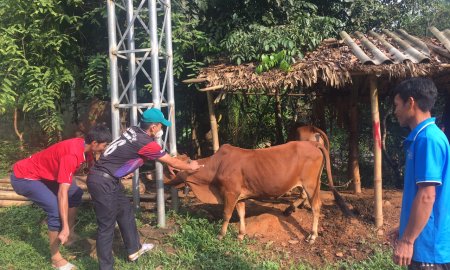 UBND xã Trung Thành tiến hành tổ chức tiêm phòng cho đàn gia súc, giâ cầm vòng 2 trên địa bàn toàn xã