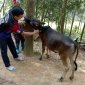UBND xã Trung Thành tổ chức Hội nghị triển khai công tác tiêm phòng cho đàn gia súc, gia cầm vòng 2,3, đợt 1 năm 2024