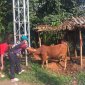 UBND xã Trung Thành tiến hành tổ chức tiêm phòng cho đàn gia súc, giâ cầm vòng 2 trên địa bàn toàn xã